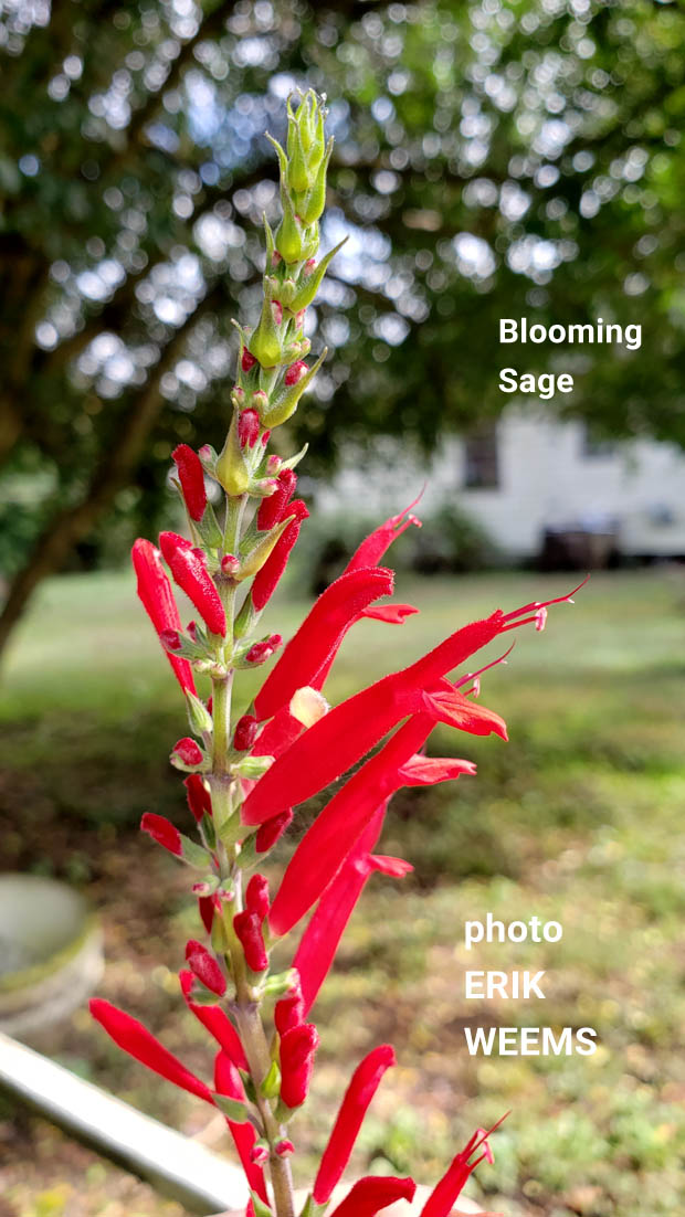 Blooming Sage in Chesterfield County