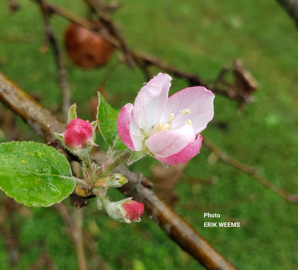 Large Apple Blossom - Chesterfield Virginia